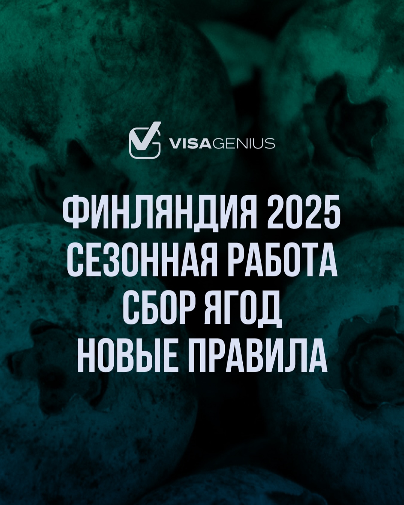 Сезонная работа в Финляндии в 2025 году: как легально поехать на сбор ягод